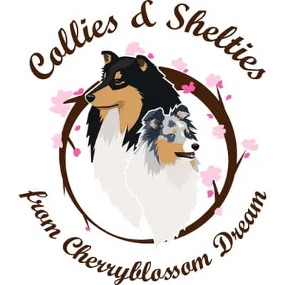 Collies & Shelties from Cherryblossom Dream