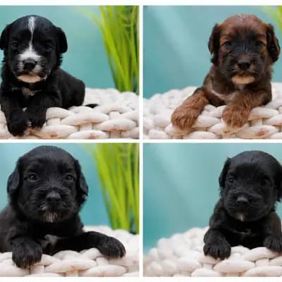 Tibet-Doodle-Welpenaus familiärer Vereinszucht, suchen ab dem 08.08. – Tibet Terrier Welpe, Nordrhein-Westfalen, Yetiştirildi Stouky´s Tibet Terrier