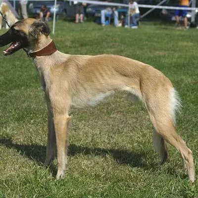 Silken Windsprite (Nationale Rasse) – Hunderasse