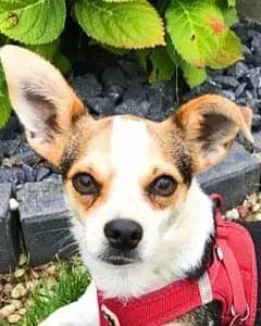Panja in D-30519 – Chihuahua, Nordrhein-Westfalen, Im Tierheim Tierschutzverein pro-canalba e.V.