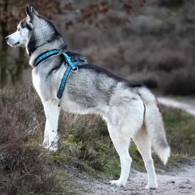Siberian Husky – Hunderasse