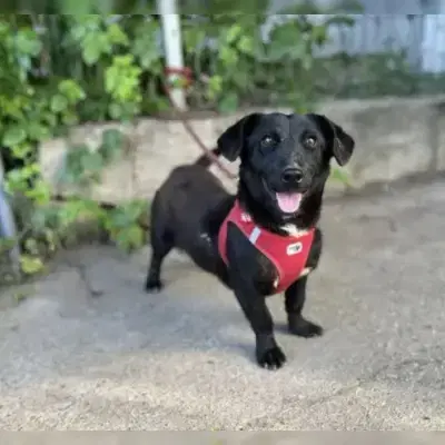 Heiko