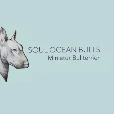 Soul Ocean Bulls cover