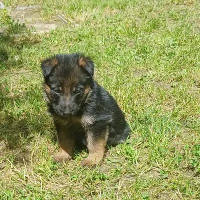 Leo – Deutscher Schäferhund Welpe, Mecklenburg-Vorpommern, Allevato da Frank Herholz
