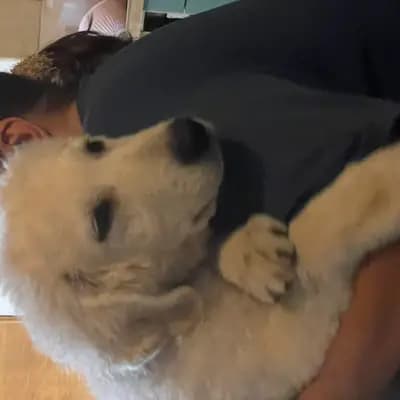 Kuvasz Zucht von der Hohen Steige