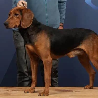 Serbischer Laufhund – Hunderasse