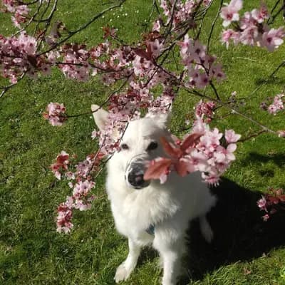 Liebevolle weiße Schäferhündin Chloe sucht ein neues Zuhause – Weißer Schweizer Schäferhund Welpe, Nordrhein-Westfalen, Aufgezogen von Weißer Schweizer Schäferhund Zucht