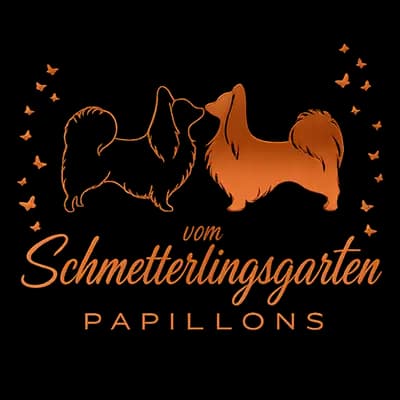 Bumblebee – Kontinentaler Zwergspaniel (Papillon) Welpe, Hamburg, Grootgebracht door Papillons vom Schmetterlingsgarten