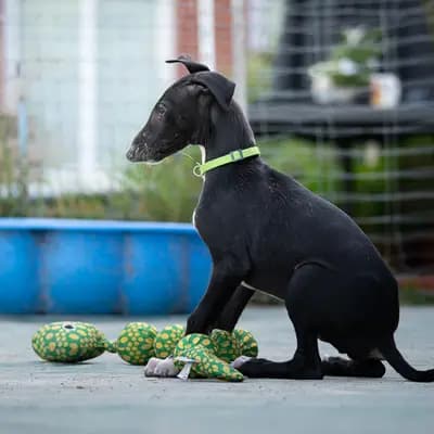 Cortijo – Galgo Espanol Welpe, Niedersachsen, Aufgezogen von del Luna y Sol