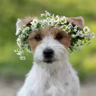 Lotti