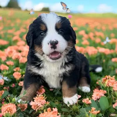 F - Wurf – Berner Sennenhund Welpe, Rheinland-Pfalz, Raised by Berner von der Villa Arya