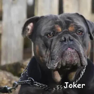 Joker – Old English Bulldog, Baden-Württemberg, Im Tierheim Tierherberge Donzdorf e.V.