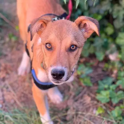 Rocky – Mischling, At shelter Animal Souls e.V.