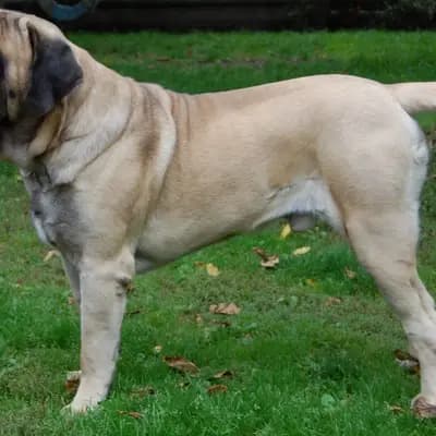 Mastiff – Hunderasse