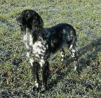 Großer Münsterländer Vorstehhund – Hunderasse