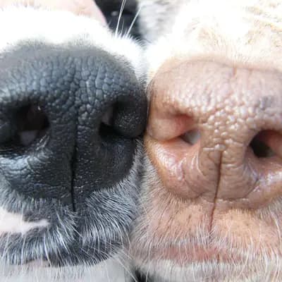 Hundemamma`s