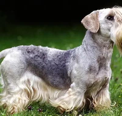 Cesky Terrier – Hunderasse