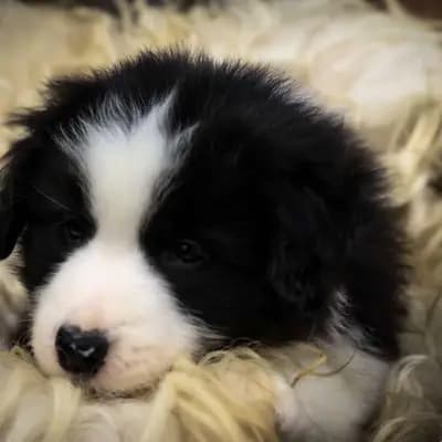 Border Collies from the sundance kids