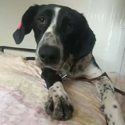 Bella – Unbekannt (Deutsch Kurzhaar-Pointer-Mix), At shelter Animal Souls e.V.