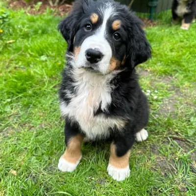 Hedi – Berner Sennenhund Welpe, Mecklenburg-Vorpommern, Raised by Bernersennenhunde vom Schimmerhof