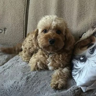 Erika Goldendoodle -Mini Hündin sucht ein Zuhause – Goldendoodle Welpe, Thüringen, تمت تربيته بواسطة 1. Maltipoo Zucht in Thüringen