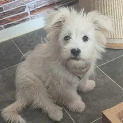 RURU – Mischling, At shelter Animal Souls e.V.