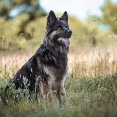 V-Wurf am 13.08.2024 – Altdeutscher Schäferhund Wurf, Schleswig-Holstein, Aufgezogen von Altdeutsche Schäferhunde vom Kreuzkamp