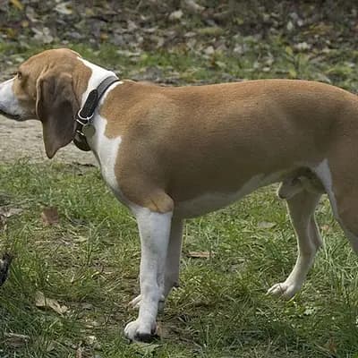 Schweizer Niederlaufhunde (Berner Niederlaufhund) – Hunderasse