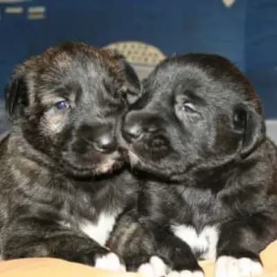 Dahmraks Irish Wolfhounds