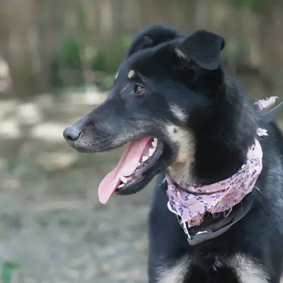 Lana – Schäferhund-Mix, Nordrhein-Westfalen, At shelter Fellfreunde e.V.
