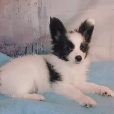 Denali – Kontinentaler Zwergspaniel (Papillon) Welpe, Baden-Württemberg, Grootgebracht door Papillon von der Schmetterlingsliebe