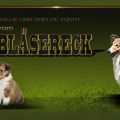 Collie und Sheltiezucht vom Bläsereck
