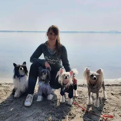 Kennel Kawaii Sakura Chinese Crested dog