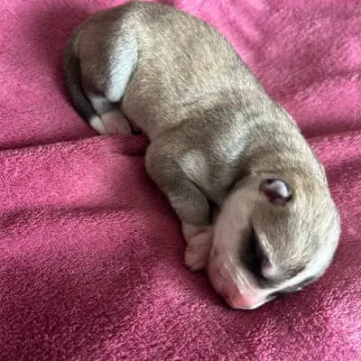 K... – Siberian Husky Welpe, Nordrhein-Westfalen, Raised by Meister Pet'z