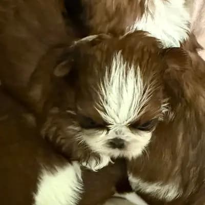 VDH Shih Tzu Zwinger hat wieder Welpen – Shih Tzu Welpe, Brandenburg, Raised by Shih Tzu von Cyname’s