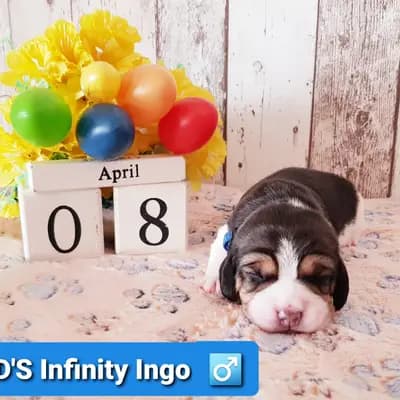 Ingo – Beagle Welpe, Bayern, Allevato da Master of Dumphill Beagle Kennel