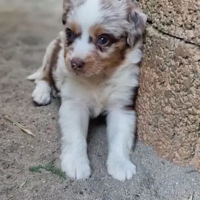Mini Australian Shepherd schenken dir ihr Herz Auszug ende Juli – Australian Shepherd Welpe, Rheinland-Pfalz, Raised by Von den golden aussies