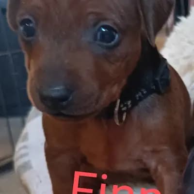 Finn