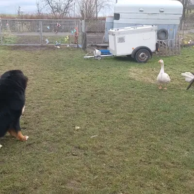 Bernese Dağ Köpeği Sahiplenme: Deneyimler ve İpuçları