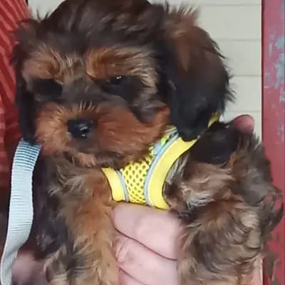 Locke – Shih Tzu Welpe, Niedersachsen, Raised by Shihpoo von der Schleuse
