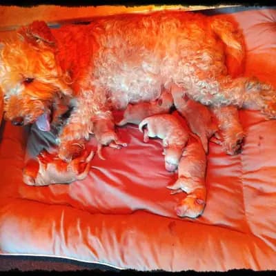Duke – Airedale Terrier Welpe, Sachsen-Anhalt, Raised by Lakeland Terrier vom Amur