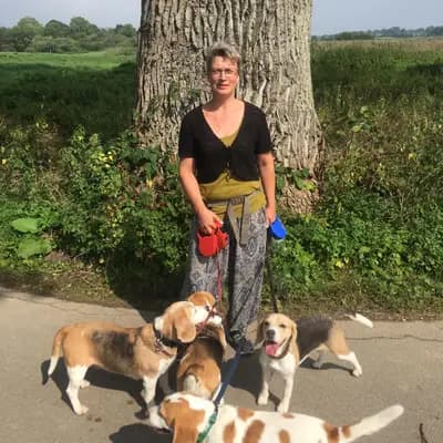 Beagle von der Westerengerheide