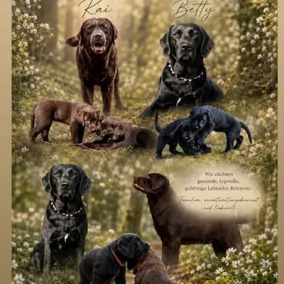 Wurfplanung braun - schwarze Labradorwelpen duale Linie – Labrador Retriever Welpe, Bayern, Élevé par LABBIS VON DER KASTANIENALLEE