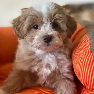 Rassehundezucht Cornelia Perner