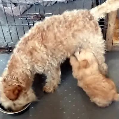 Fancy – Lakeland Terrier Welpe, Sachsen-Anhalt, Aufgezogen von Lakeland Terrier vom Amur