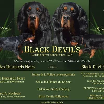 Gordon Setter Welpen – Gordon Setter Welpe, Bayern, Opdrættet af Black Devil´s