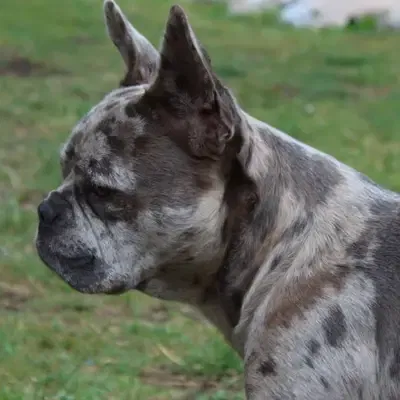 Barınaktan Fransız Bulldog Sahiplenmek: İpuçları & Deneyimler