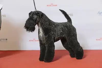 Kerry Blue Terrier – Hunderasse
