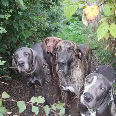Deutsche Doggen von AmasuDiamonds