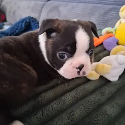 Ashley – Boston Terrier Welpe, Nordrhein-Westfalen, Raised by Von den Manchester Hexen